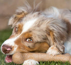 Dinosaur Barkbone - Ultimate Tough Nylon Chew Toy for Aggressive Chewers with Irresistible Bacon Flavor - 6.5 Inches of Fun!